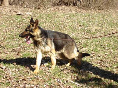 Denridge's Walkin Tall ...Walker